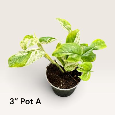 Epipremnum Pinnatum Marble