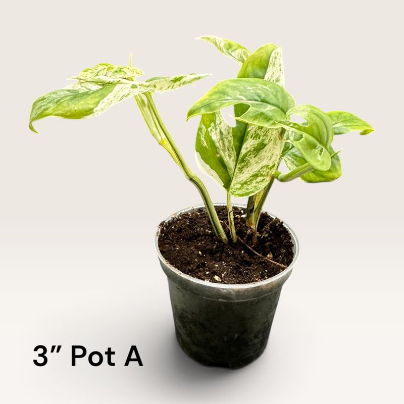 Epipremnum Pinnatum Marble