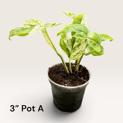 Epipremnum Pinnatum Marble