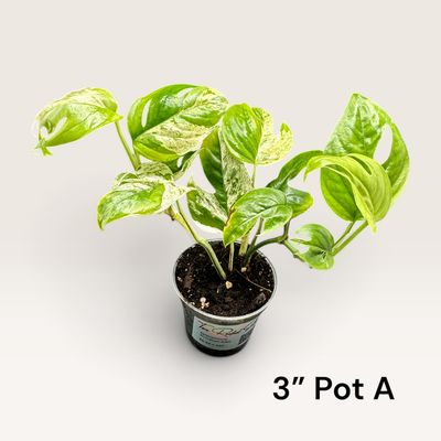 Epipremnum Pinnatum Albo