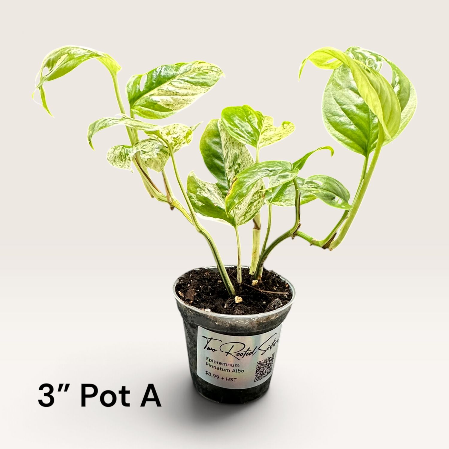 Epipremnum Pinnatum Albo