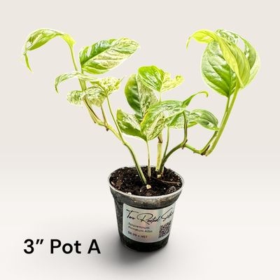 Epipremnum Pinnatum Albo