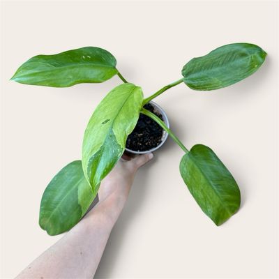 Philodendron Jose Buono