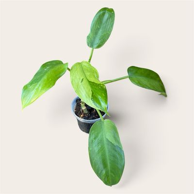 Philodendron Jose Buono