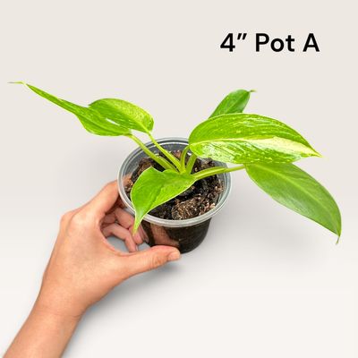 Philodendron Jose Buono