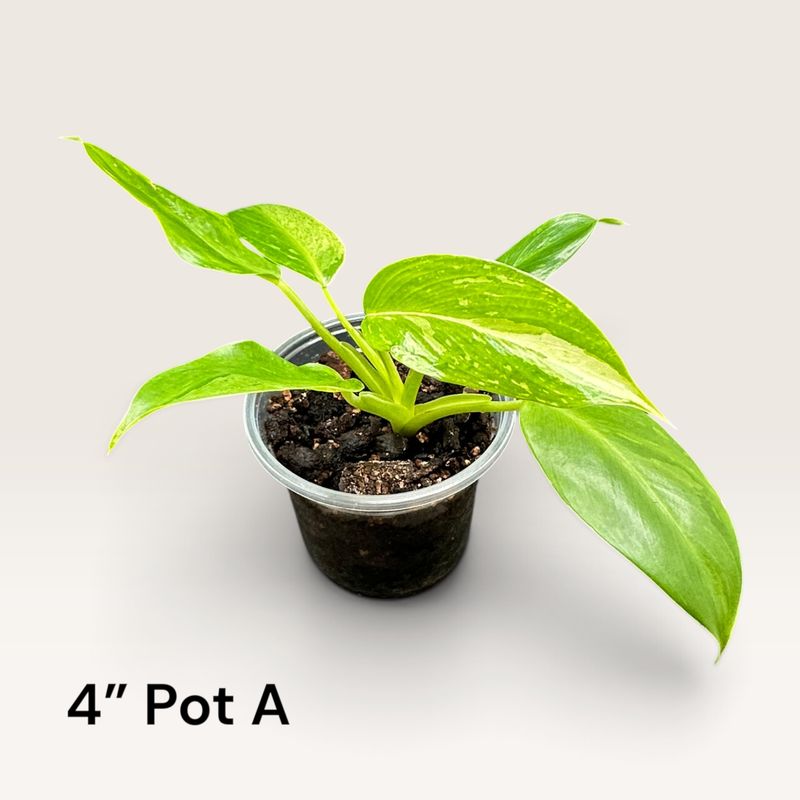 Philodendron Jose Buono