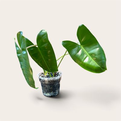 Philodendron Billietiae
