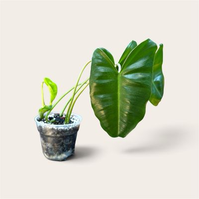 Philodendron Billietiae