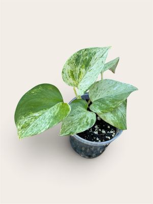Marble Queen Pothos