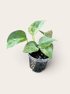 Marble Queen Pothos