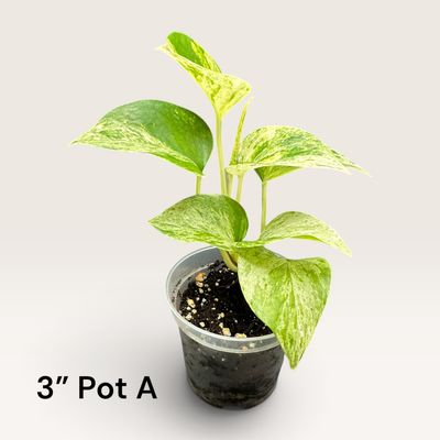 Marble Queen Pothos