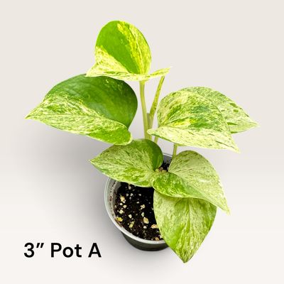 Marble Queen Pothos