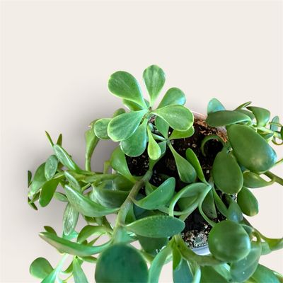 Senecio Jacobsenii