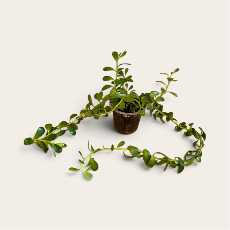 Senecio Jacobsenii