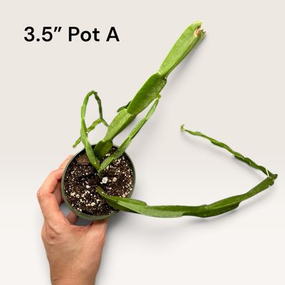 Rhipsalis Paradoxa