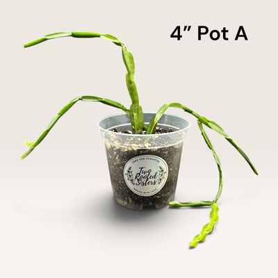 Rhipsalis Paradoxa