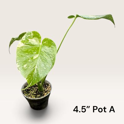 Monstera Thai Constellation