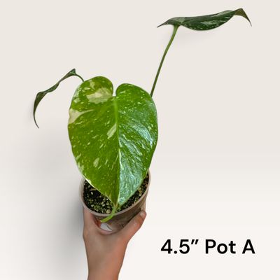 Monstera Thai Constellation