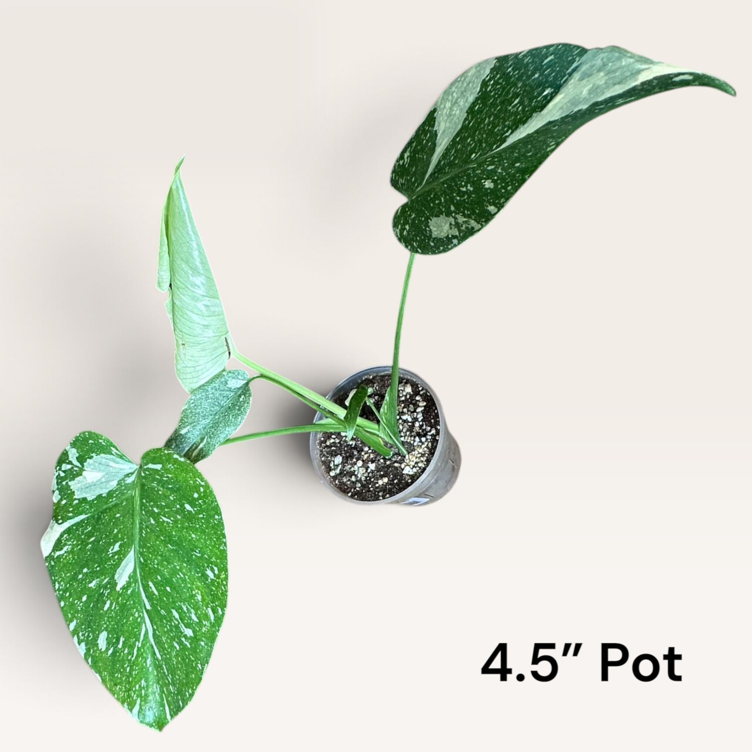 Monstera Thai Constellation