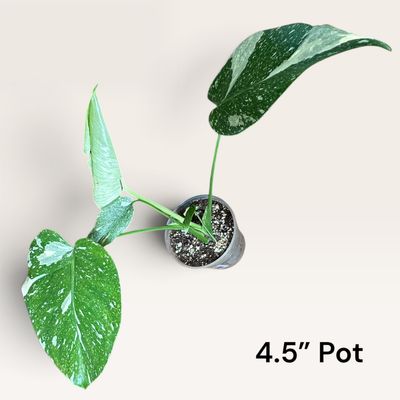 Monstera Thai Constellation