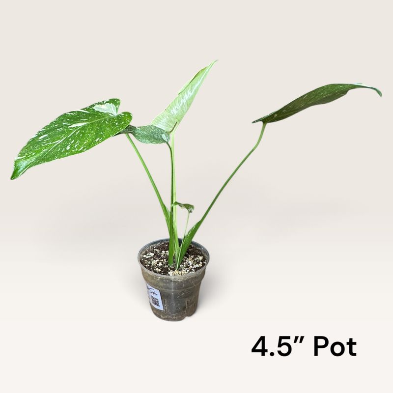 Monstera Thai Constellation