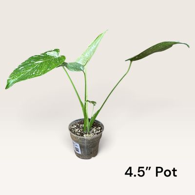 Monstera Thai Constellation