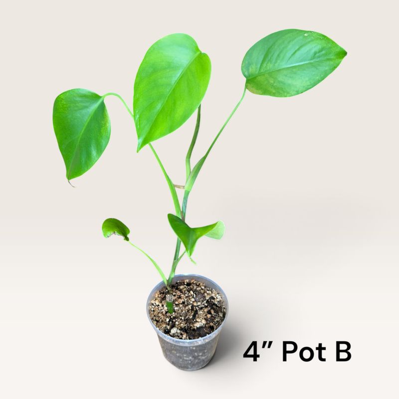 Monstera Borsigiana