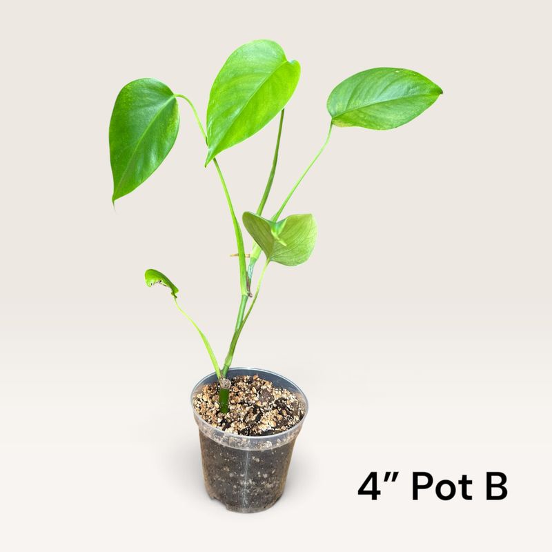 Monstera Borsigiana
