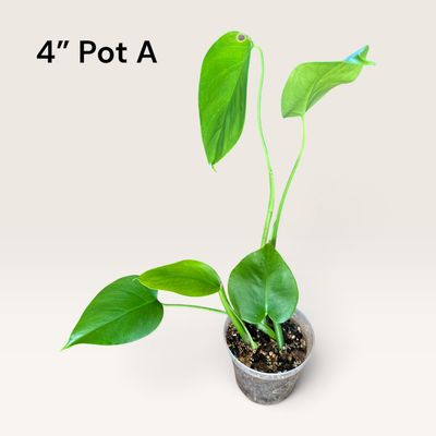 Monstera Borsigiana