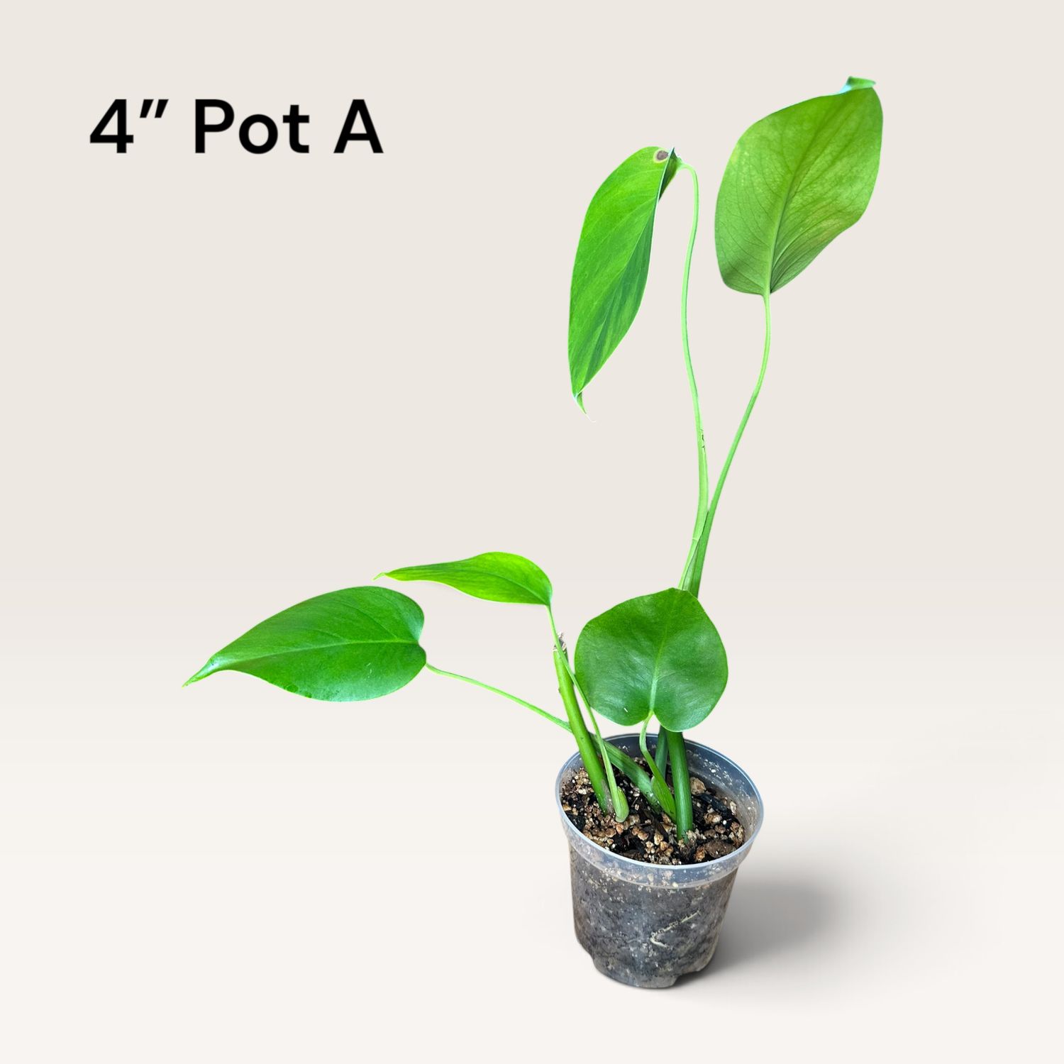 Monstera Borsigiana
