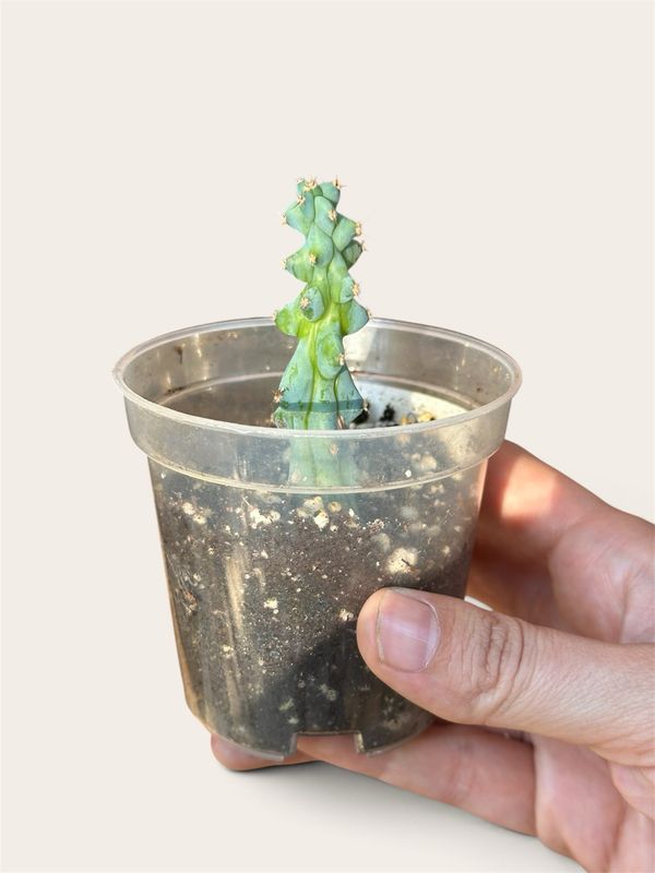Myrtillocactus Geometrizans - Boobie Cactus