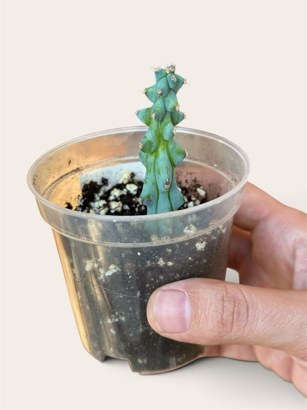 Myrtillocactus Geometrizans - Boobie Cactus