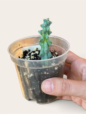 Myrtillocactus Geometrizans - Boobie Cactus