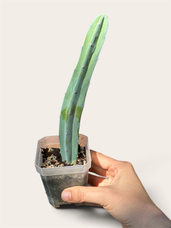 Myrtillocactus Geometrizans - Blue Candle/Blue Myrtle cactus