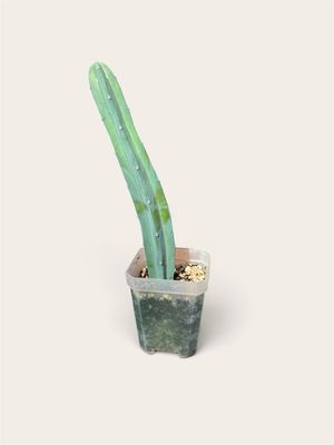 Myrtillocactus Geometrizans - Blue Candle/Blue Myrtle cactus