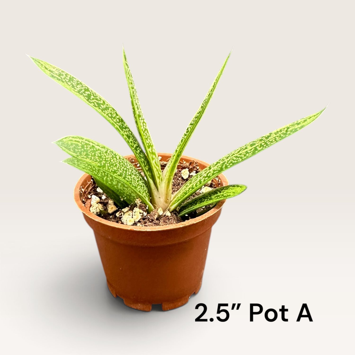 Gasteria 'Little Warty' succulent