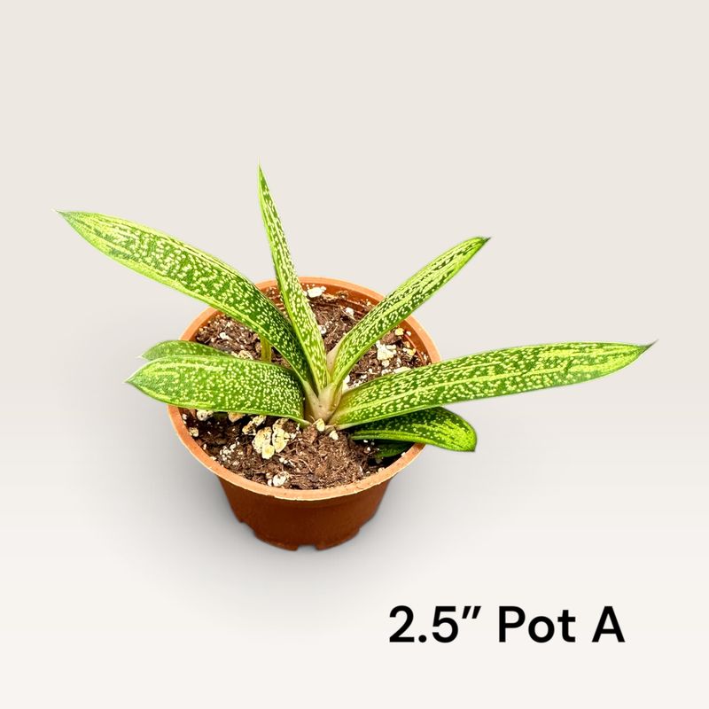 Gasteria 'Little Warty' succulent