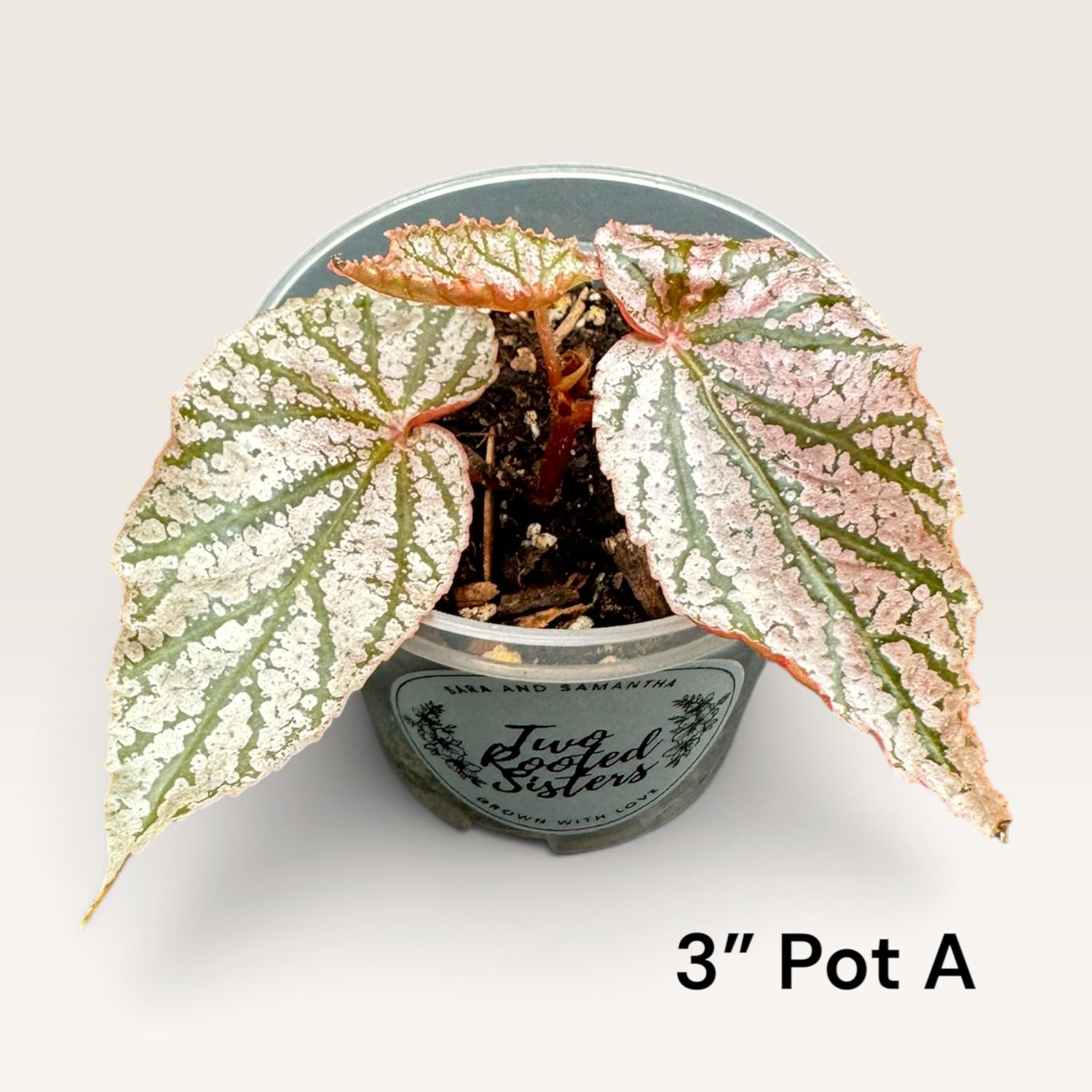 Begonia Angel Wing ‘Miss Mummy’