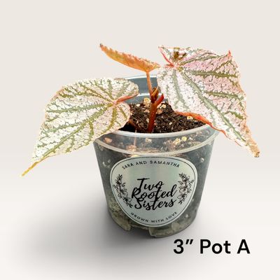 Begonia Angel Wing ‘Miss Mummy’