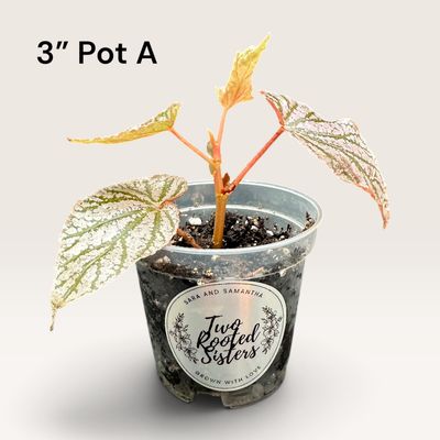 Begonia Angel Wing ‘Miss Mummy’