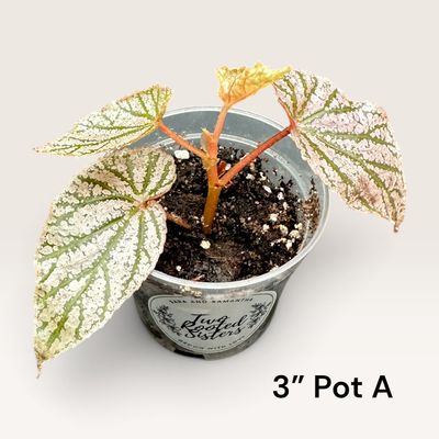 Begonia Angel Wing ‘Miss Mummy’