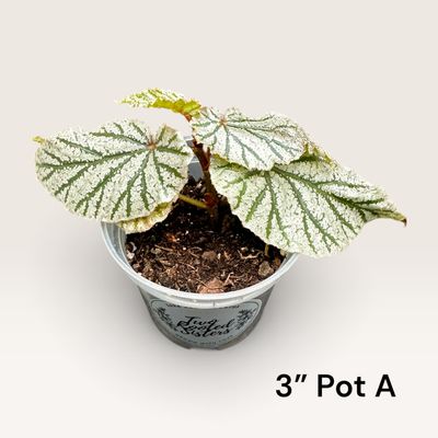 Begonia Angel Wing ‘Frosty’
