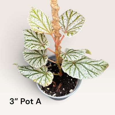 Begonia Angel Wing ‘Frosty’