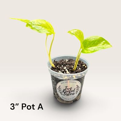 Epipremnum Pinnatum 'Yellow Flame’