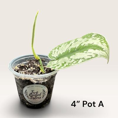 Scindapsus Pictus ‘Exotica’