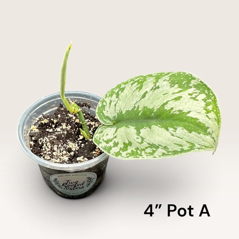 Scindapsus Pictus ‘Exotica’