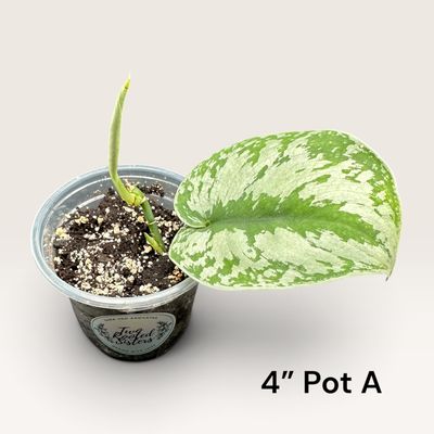 Scindapsus Pictus ‘Exotica’