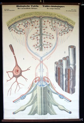 Das Nervensystem, nach Natur gezeichnet von Dr. Meierhofer