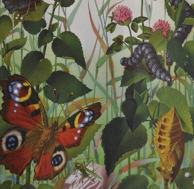 Schulwandbild Nr. 86 Metamorphose eines Schmetterlings Willy Urfer