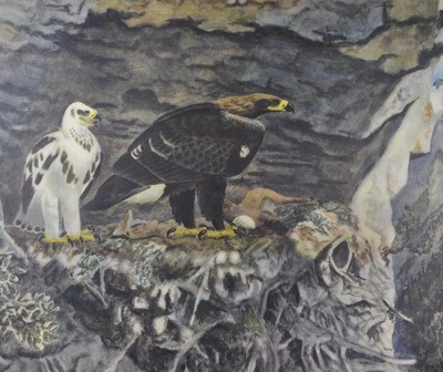 Schulwandbild Nr. 57 Adler / Eagle / Aigle / Aquila von Robert Hainard